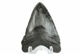 Fossil Megalodon Tooth - South Carolina #164979-1